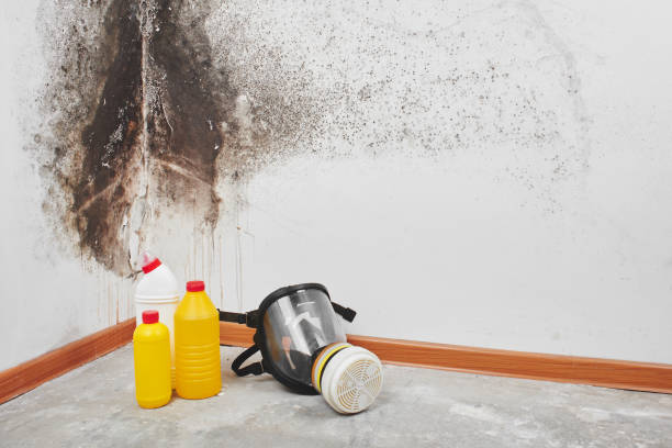 Best Mold Removal Near Me  in Westhaven Moonstone, CA