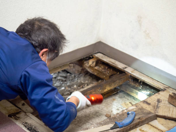 Mold Removal and Inspection in Westhaven Moonstone, CA