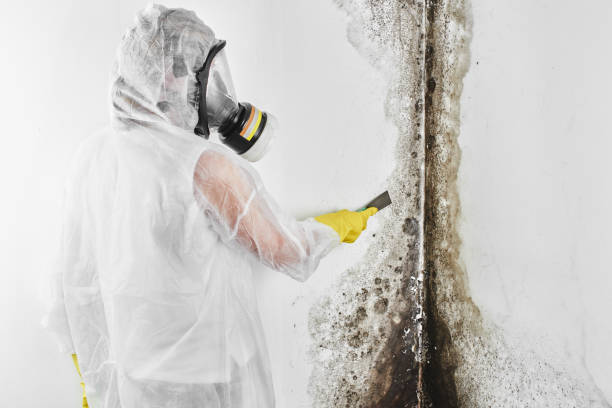 Best Same-Day Mold Removal  in Westhaven Moonstone, CA