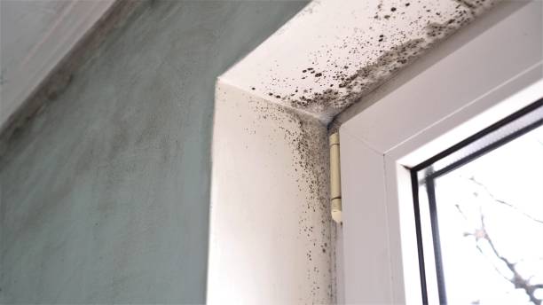Best Certified Mold Removal  in Westhaven Moonstone, CA
