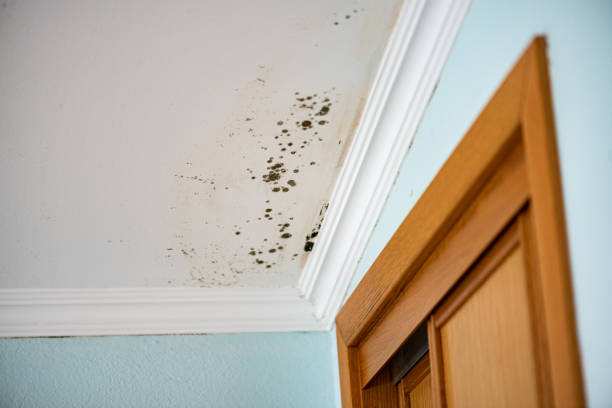 Best Mold Testing  in Westhaven Moonstone, CA