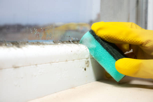 Best Office Mold Removal Services  in Westhaven Moonstone, CA