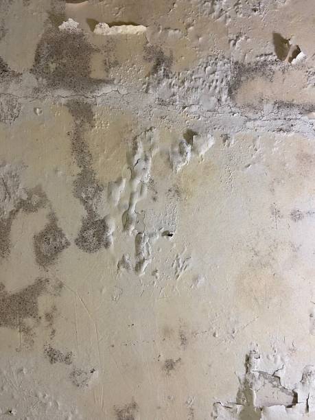Best Local Mold Removal Service  in Westhaven Moonstone, CA