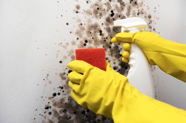 Best Mold Cleaning Services  in Westhaven Moonstone, CA