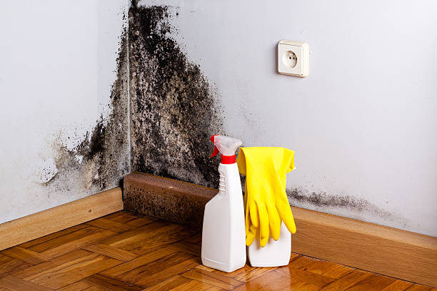Best Professional Mold Removal  in Westhaven Moonstone, CA