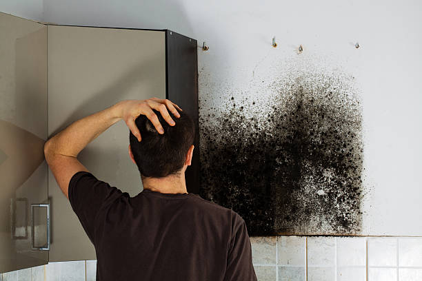 Best Best Mold Removal Companies  in Westhaven Moonstone, CA