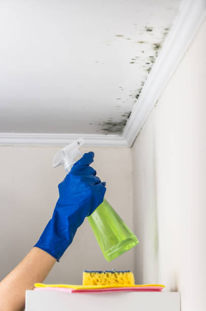 Best Mold Removal and Inspection  in Westhaven Moonstone, CA